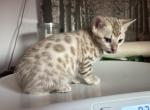 Rebel Gray Collar - Bengal Kitten For Sale - Oklahoma City, OK, US