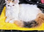 Cfa registered brown patched tabby and white - Persian Kitten For Sale - 