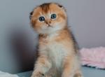 Lexus - Scottish Fold Kitten For Sale - CA, US