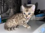 Aegon aka Maverick Turquoise Collar - Bengal Kitten For Sale - Oklahoma City, OK, US