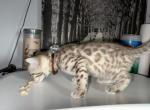 Mr Justice Brown Collar - Bengal Kitten For Sale - Oklahoma City, OK, US