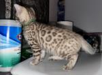 North Green Collar - Bengal Kitten For Sale - Oklahoma City, OK, US