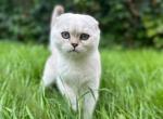 Orli - Scottish Fold Kitten For Sale - CA, US