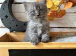 Asher - Persian Kitten For Sale - FL, US