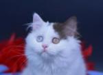 EXCLUSIVE RARE 2 Color Eyes British Longhair Sammi - British Shorthair Kitten For Sale - 