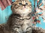 Tom - Scottish Fold Kitten For Sale - 