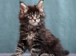 Fred - Maine Coon Kitten For Sale - Boston, MA, US