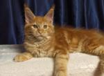 Olivia Maine Coon Female - Maine Coon Kitten For Sale - 