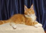 Oliver Maine Coon Male - Maine Coon Kitten For Sale - Wood Dale, IL, US