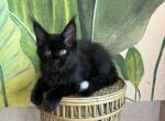 Dime Maine Coon Male - Maine Coon Kitten For Sale - 