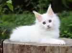 Princess Zarina Maine Coon Female - Maine Coon Kitten For Sale - Wood Dale, IL, US