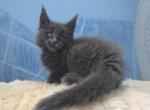 Tuman Maine Coon Male - Maine Coon Kitten For Sale - 