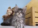 Tayna Maine Coon Female - Maine Coon Kitten For Sale - Wood Dale, IL, US