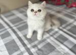 Wisp - Persian Kitten For Sale - 