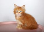 Oskar Maine Coon Male - Maine Coon Kitten For Sale - Wood Dale, IL, US