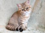 Simone - Exotic Kitten For Sale - Lexington, KY, US