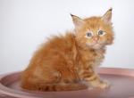 Onix Maine Coon Male - Maine Coon Kitten For Sale - Wood Dale, IL, US