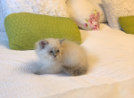 Bella - Himalayan Kitten For Sale - Midland, NC, US