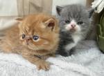 ESH babies - Exotic Kitten For Sale - TX, US