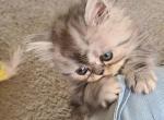 Sunshine - Persian Kitten For Sale - NJ, US