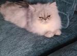 Leonadis - Persian Cat For Sale - 