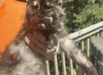 Camila - Maine Coon Cat For Sale - 