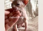 Orion & Ares - Sphynx Kitten For Sale - 