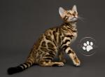 London - Bengal Kitten For Sale - 