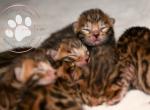 Brown Rosetted Bengal Litter - Bengal Kitten For Sale - Iredell, TX, US