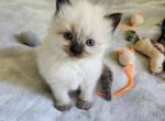 Seal Ragdoll - Ragdoll Kitten For Sale - Willington, CT, US