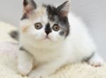 July - Scottish Straight Kitten For Sale - Hollywood, FL, US