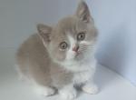 Azurit - Munchkin Kitten For Sale - Norwalk, CT, US