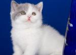 Ogasta - Munchkin Kitten For Sale - Norwalk, CT, US