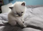 Bluepoint Siamese - Siamese Kitten For Sale - Willington, CT, US