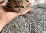 Golden and blue girl and boy - Persian Kitten For Sale - Wisconsin Rapids, WI, US