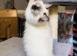 Daisy Mae - Ragdoll Kitten For Sale - Johns Creek, GA, US