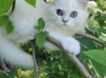 Happy - British Shorthair Kitten For Sale - Westfield, MA, US