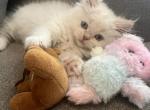 Mochi - Ragdoll Kitten For Adoption - Wylie, TX, US