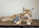 Carl - Maine Coon Cat For Sale - New Park, PA, US