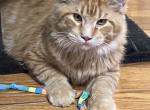 Carl - Maine Coon Cat For Sale - 