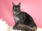 Trixie black smoke - Maine Coon Cat For Sale - New Park, PA, US