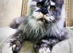 Sassy polydactyl - Maine Coon Cat For Sale - New Park, PA, US