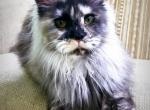 Sassy polydactyl - Maine Coon Cat For Sale - 