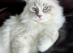 Floyd - Siberian Kitten For Sale - Bonita Springs, FL, US