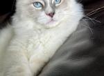 Fred - Siberian Kitten For Sale - Bonita Springs, FL, US