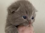 Leo - Scottish Fold Kitten For Sale - Orange, CA, US