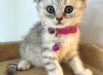 litter A - Scottish Fold Kitten For Sale - Brooklyn, NY, US