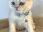 litter B - Scottish Fold Kitten For Sale - 