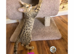 Zelda female Savannah kitten - Savannah Kitten For Sale - 