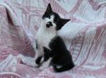 Oreo - Domestic Kitten For Sale - 